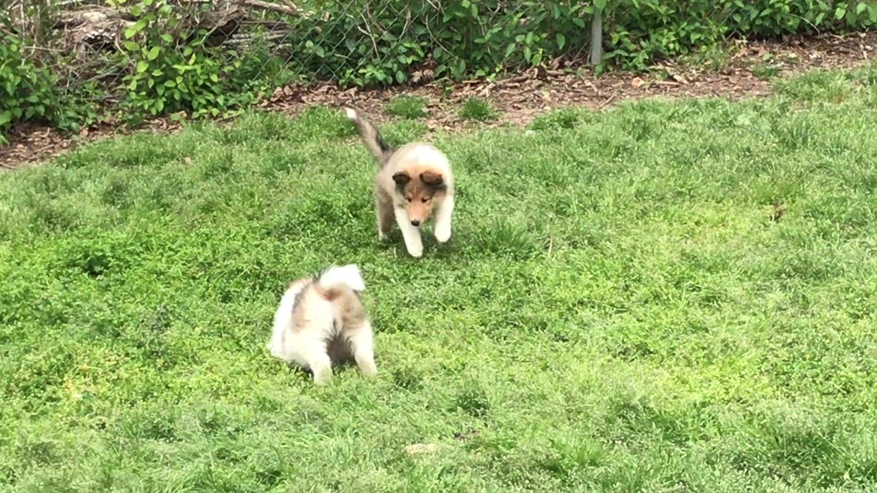 Collie dog breeder