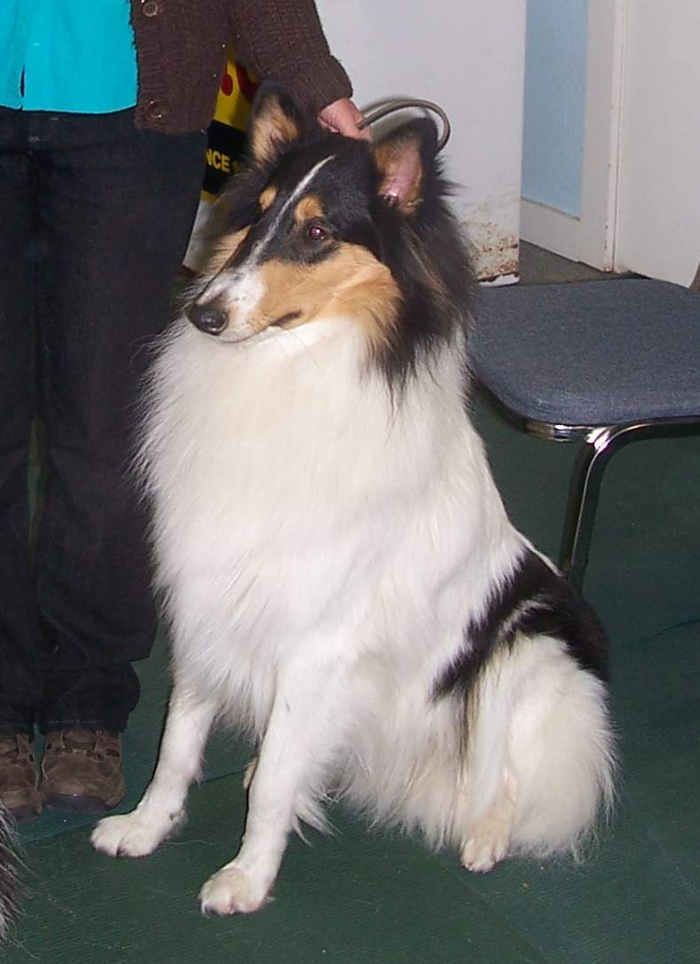 Shadow & Lassie Dogs