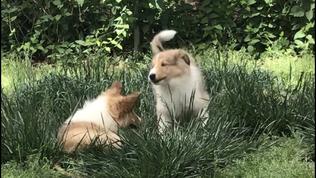 Collie dog breeder